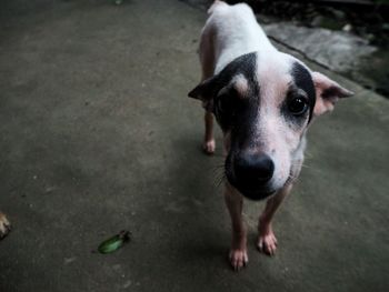 Close-up portrait of puppy