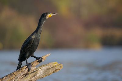 Close-up of bird perching on rock