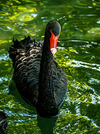 Black swan swimming in lake