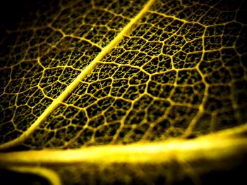 Extreme close up of leaf