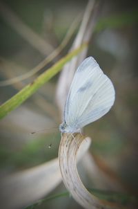 Close-up of butterfly