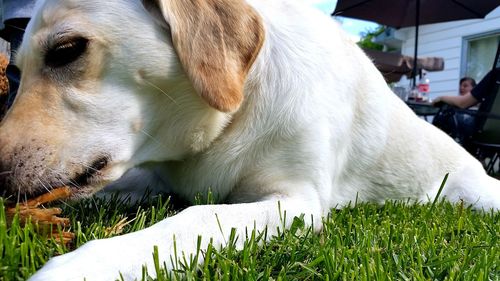 Dog resting on grass