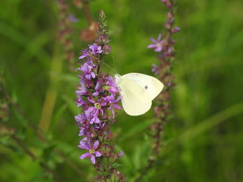 Close-up of butterfly on purple flower