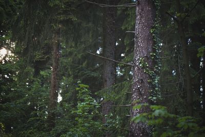 View of trees in forest