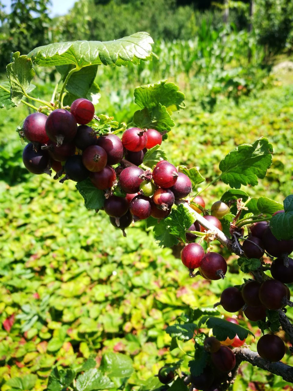 CLOSE-UP OF CHERRIES ON PLANT
