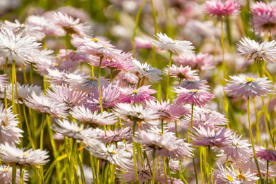 Close-up of pink flowering plants on field