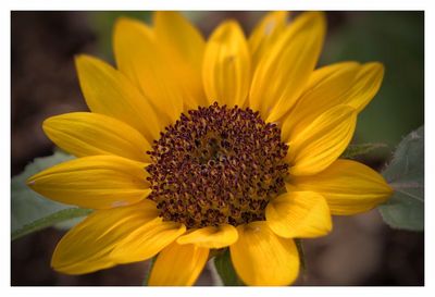 Close-up of fresh sunflower blooming outdoors