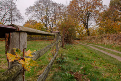 Trees growing on field in forest during autumn