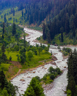 Scenic view of river stream amidst trees in forest