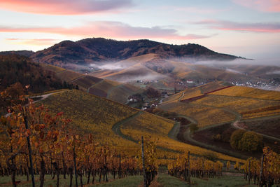 Scenic view of agricultural field against sky during sunset