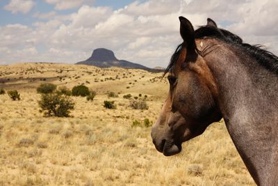 View of a horse on field