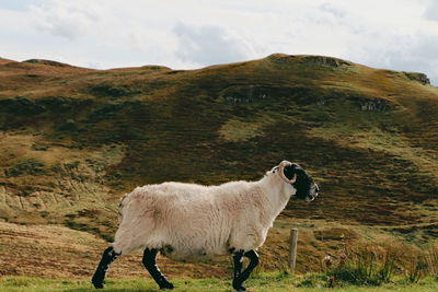 Sheep standing in a field