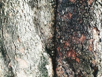 Close-up of tree trunk