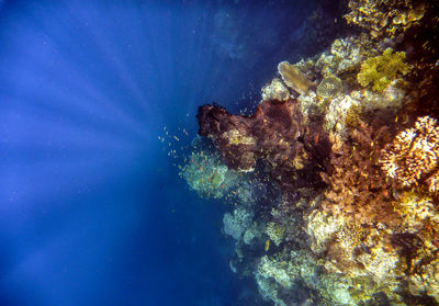 Low angle view of coral swimming in sea