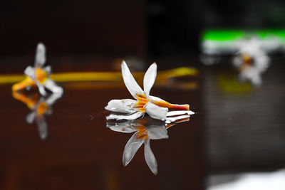 Close-up of white flower