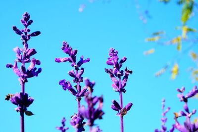 Low angle view of purple flowers blooming against clear blue sky