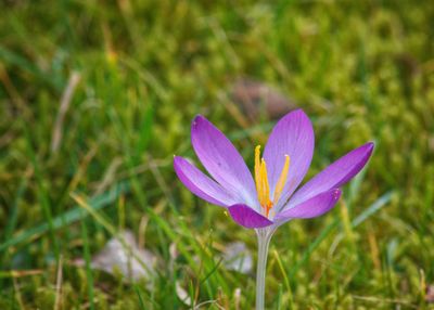 Close-up of purple crocus blooming outdoors