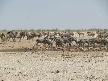 Flock of sheep walking on land