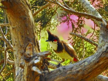 Red-whiskered bulbul perching on branch