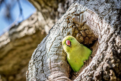 Close-up of bird on tree trunk