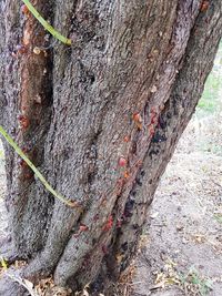 Close-up of tree trunk