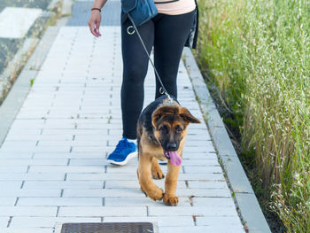 Low section of man with dog walking on grass