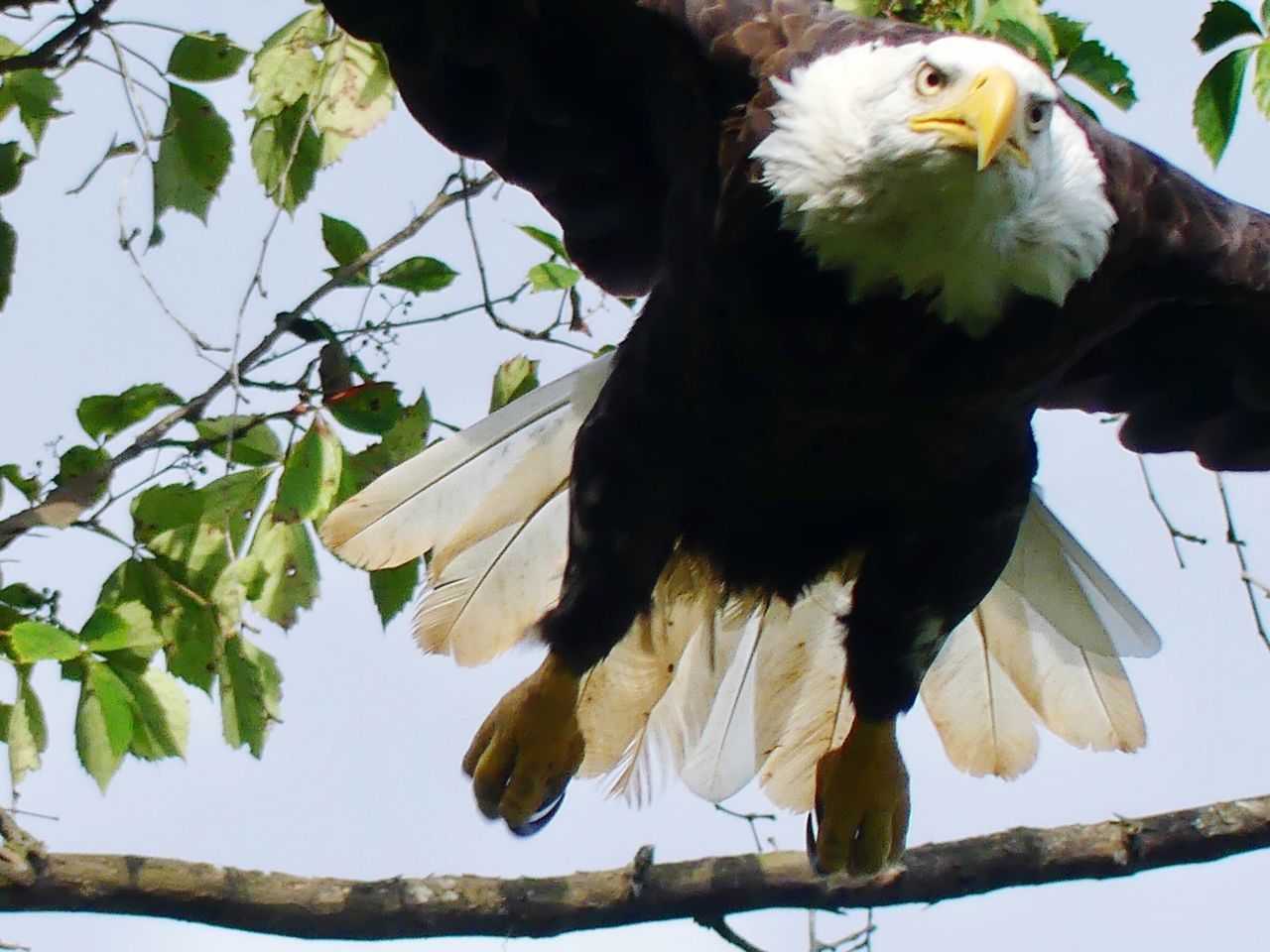 LOW ANGLE VIEW OF A BIRD ON BRANCH