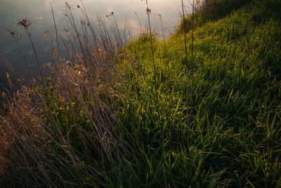 Plants growing on field against sky