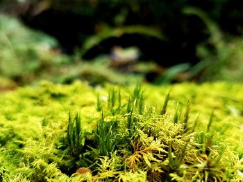 Close-up of grass