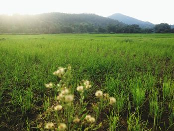 Scenic view of landscape with mountains in background