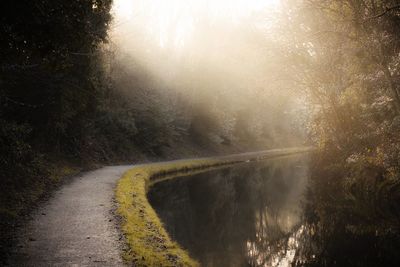 Road amidst trees in forest