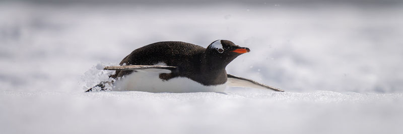 Panorama of gentoo penguin sliding through snow