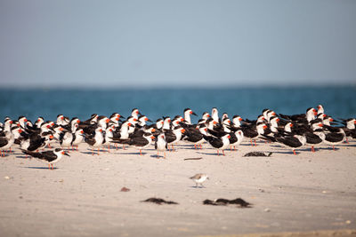 Flock of black skimmer terns rynchops niger on the beach at clam pass in naples, florida