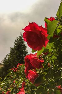 Close-up of red flowers