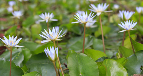 Close-up of white flowering plants