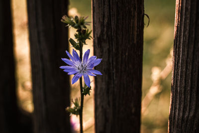 Close-up of purple flowering plant against tree trunk