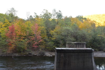 Scenic view of autumn trees