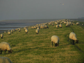 Sheep in a field