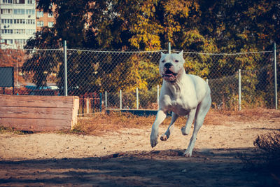 Dog running on field