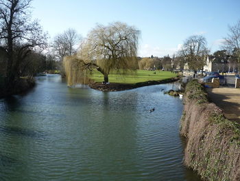 Bare trees in water