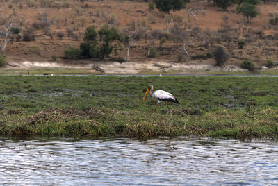 Bird in a lake