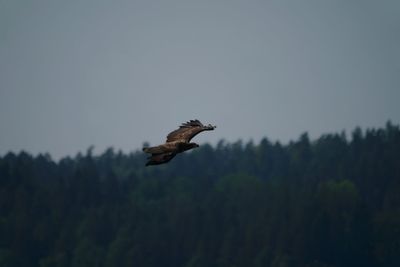 Low angle view of eagle flying in sky