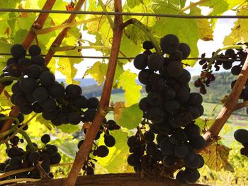Low angle view of grapes hanging in vineyard