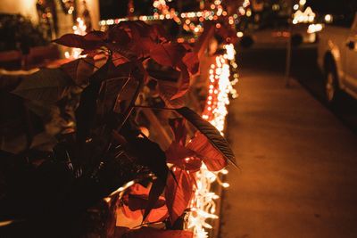 People on illuminated christmas tree at night