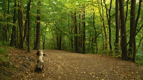 View of trees in forest