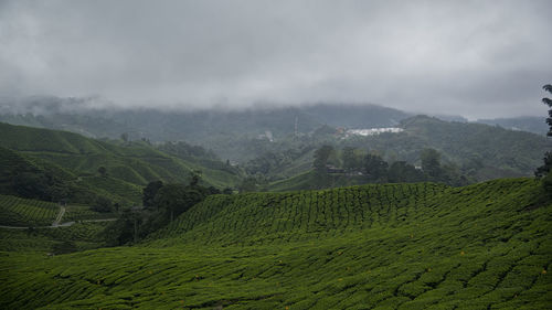 Scenic view of agricultural field against sky