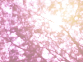 Low angle view of cherry blossom tree