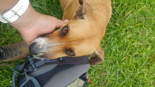 Close-up of a dog on field