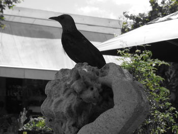 Close-up of bird perching on wood against sky