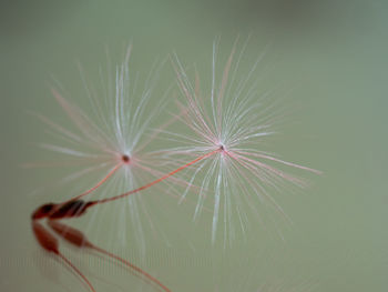 Close-up of dandelion on plant